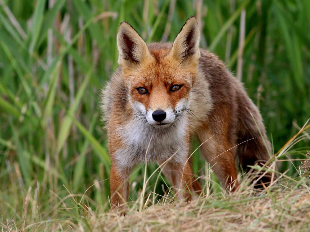 Hunting Red Fox Natural born killer